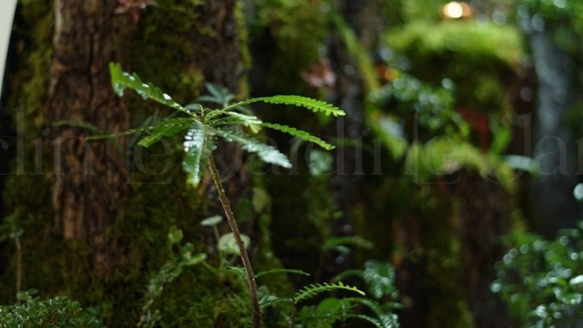 [New Arrivals] “Mưa” Concept – Dự án Hồ Bán Cạn