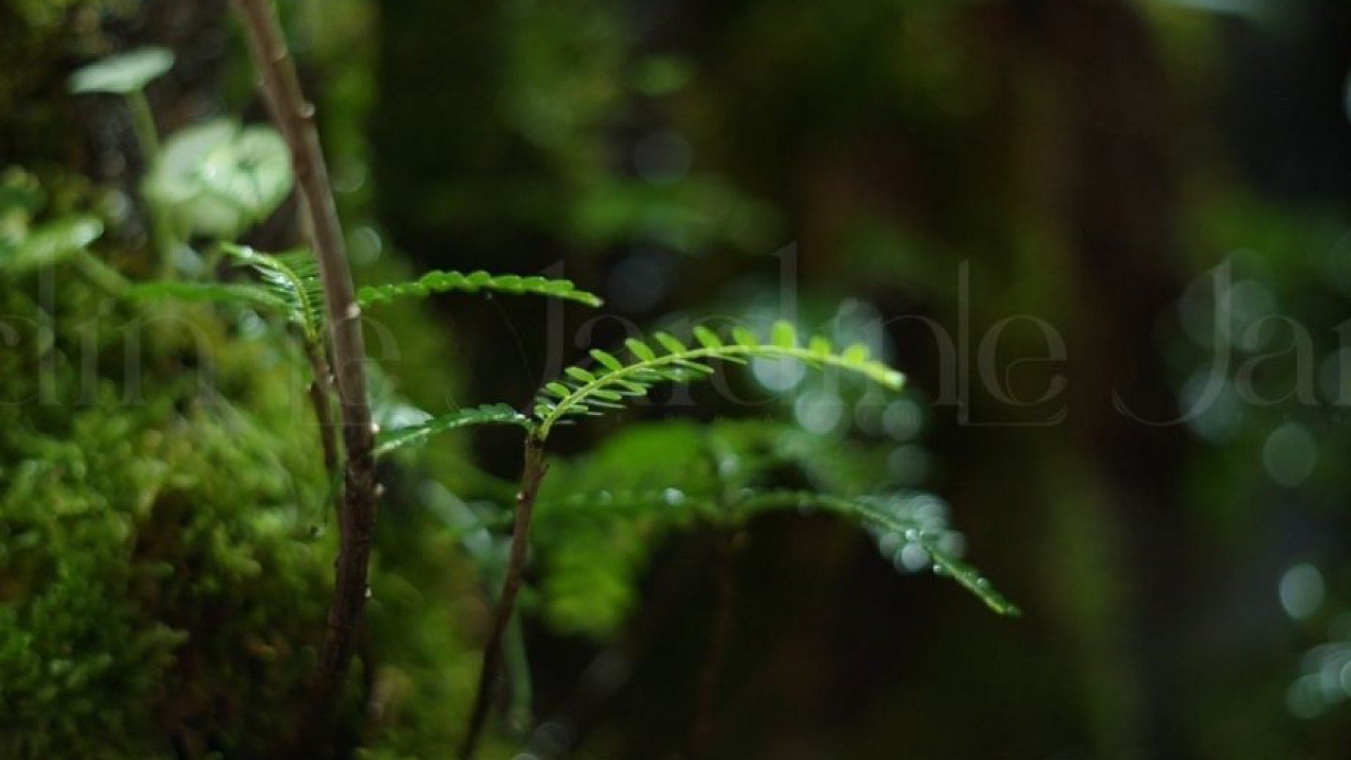 [New Arrivals] “Mưa” Concept – Dự án Hồ Bán Cạn