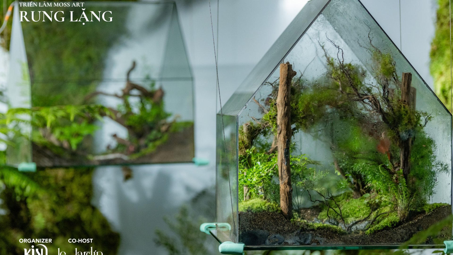Triển Lãm Rêu Xanh – RUNG LẶNG