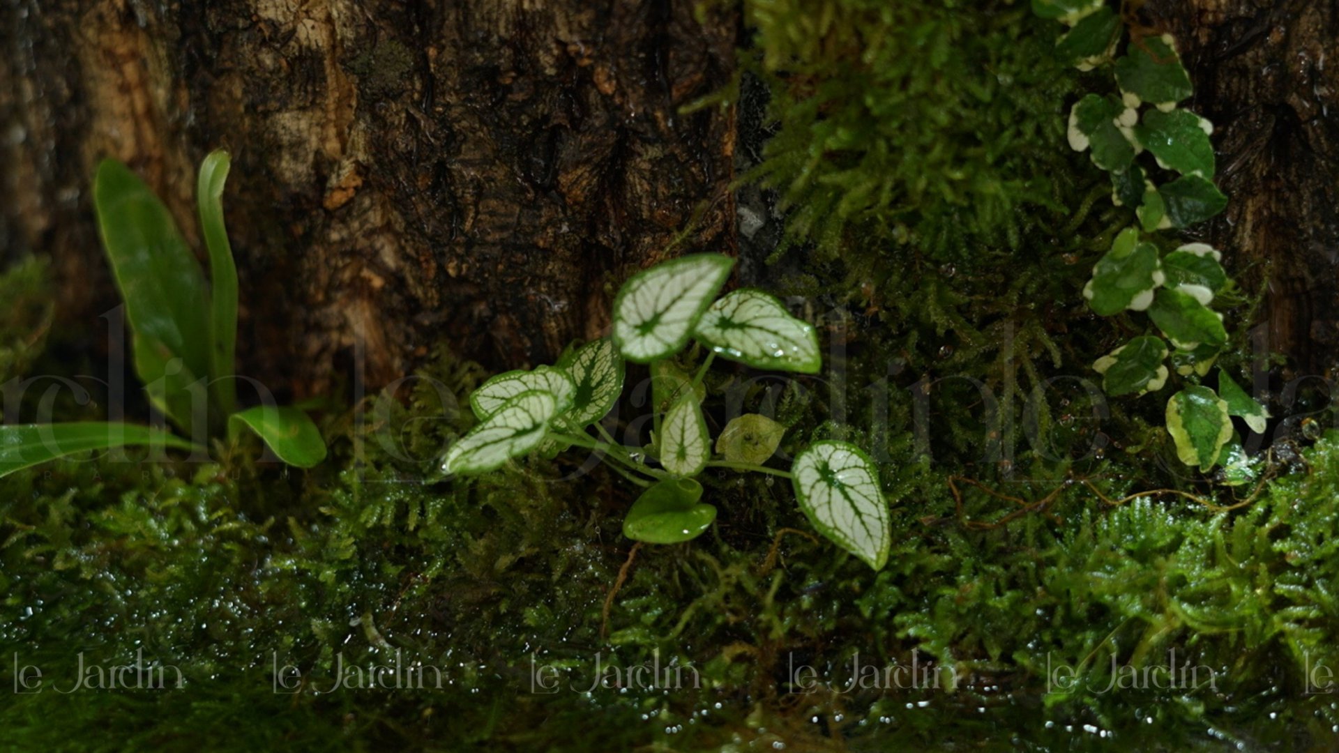 [New Arrivals] “Mưa” Concept – Dự án Hồ Bán Cạn