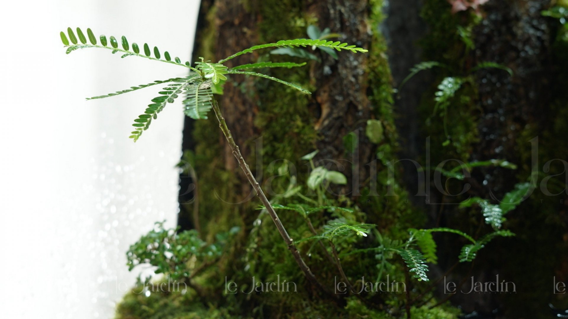 [New Arrivals] “Mưa” Concept – Dự án Hồ Bán Cạn