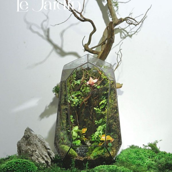 Series - RUBYWOO - Concept Rừng Già