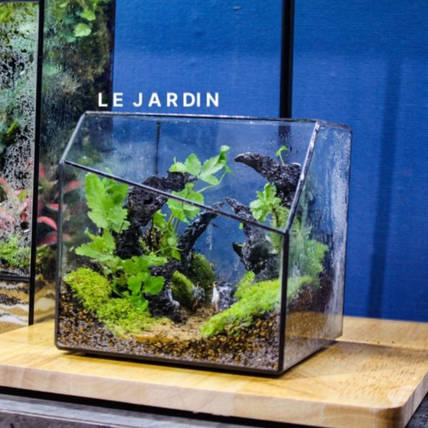 Series - THE BABYLON 02 - Concept Thiên Nhiên Tươi Mới