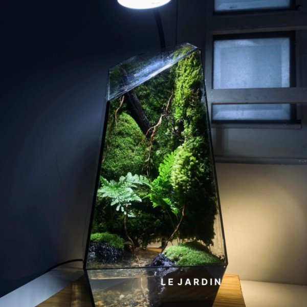 Series - THE BLING 1 - Concept Rừng Già