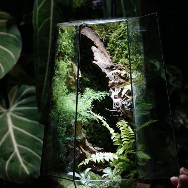 Series - THE PILGRIMAGE - CONCERT NATURALISTIC JUNGLE