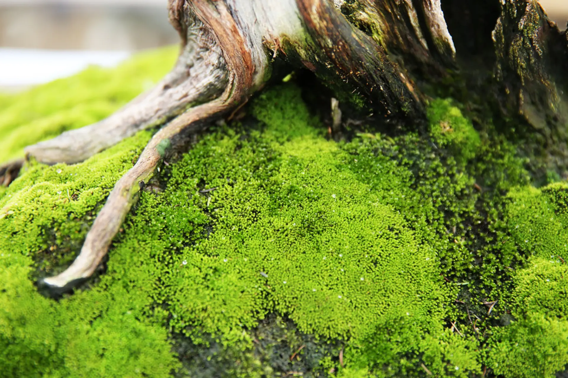 Các Loại Rêu Phổ Biến Được Dùng Tại Lejardin
