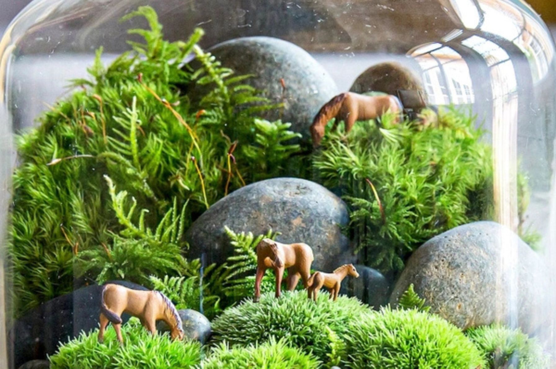 Mách Bạn 11 Loại Rêu Thông Dụng Trong Terrariums