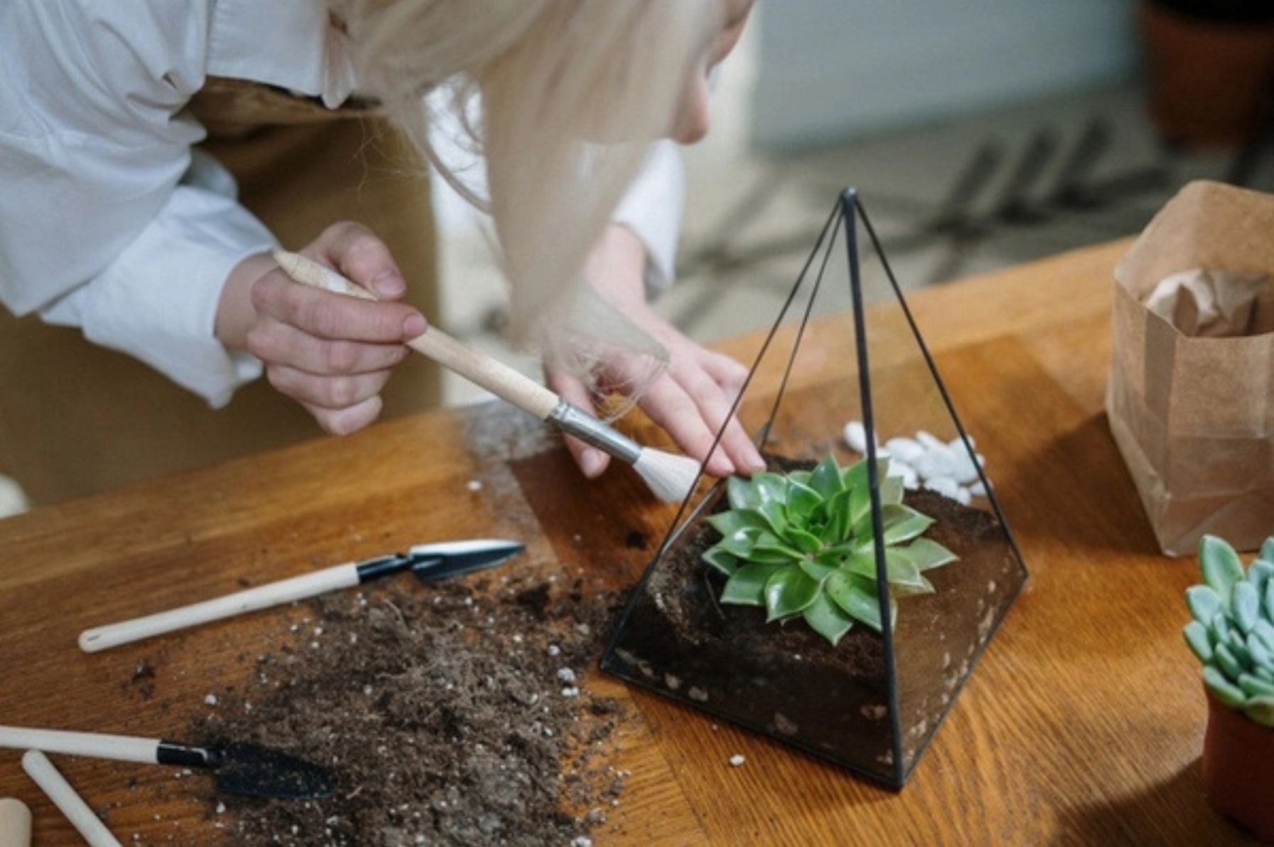 Chất Nền Cho Terrariums