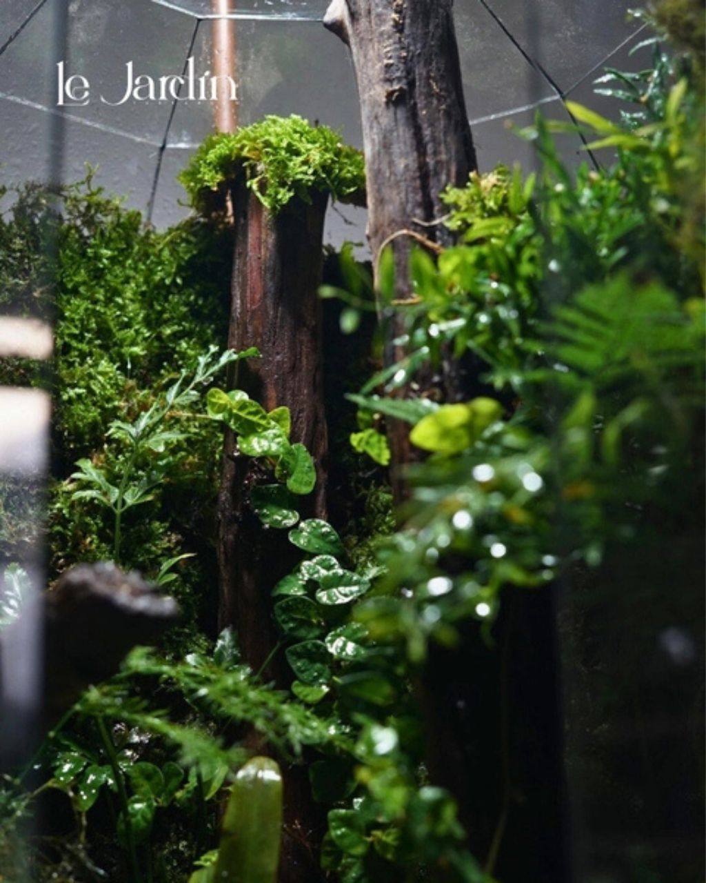 Terrarium - Liệu Pháp Xanh Cho Tinh Thần Thư Thái