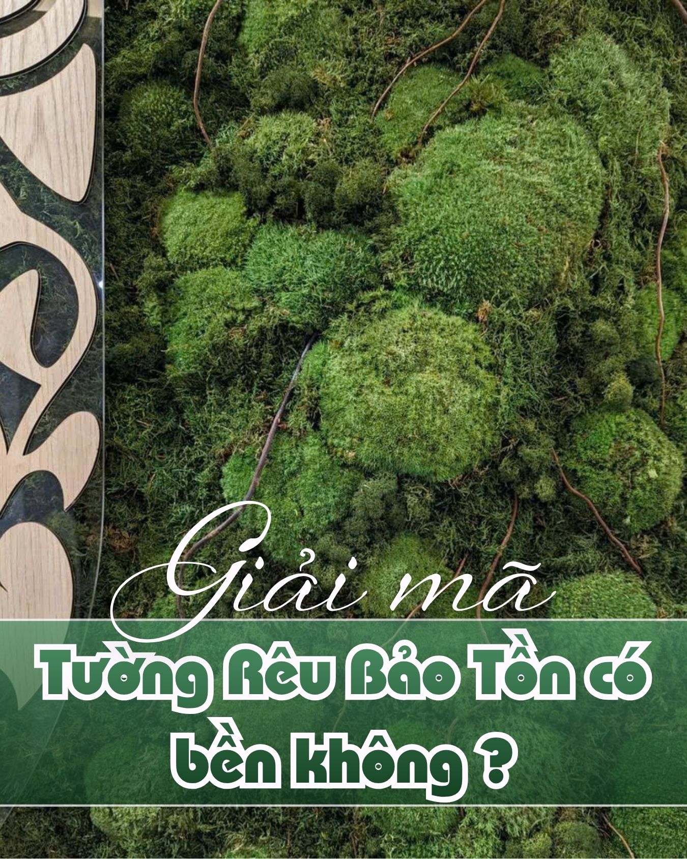 Tường Rêu Bảo Tồn Có Bền Không? Dùng Được Bao Lâu?