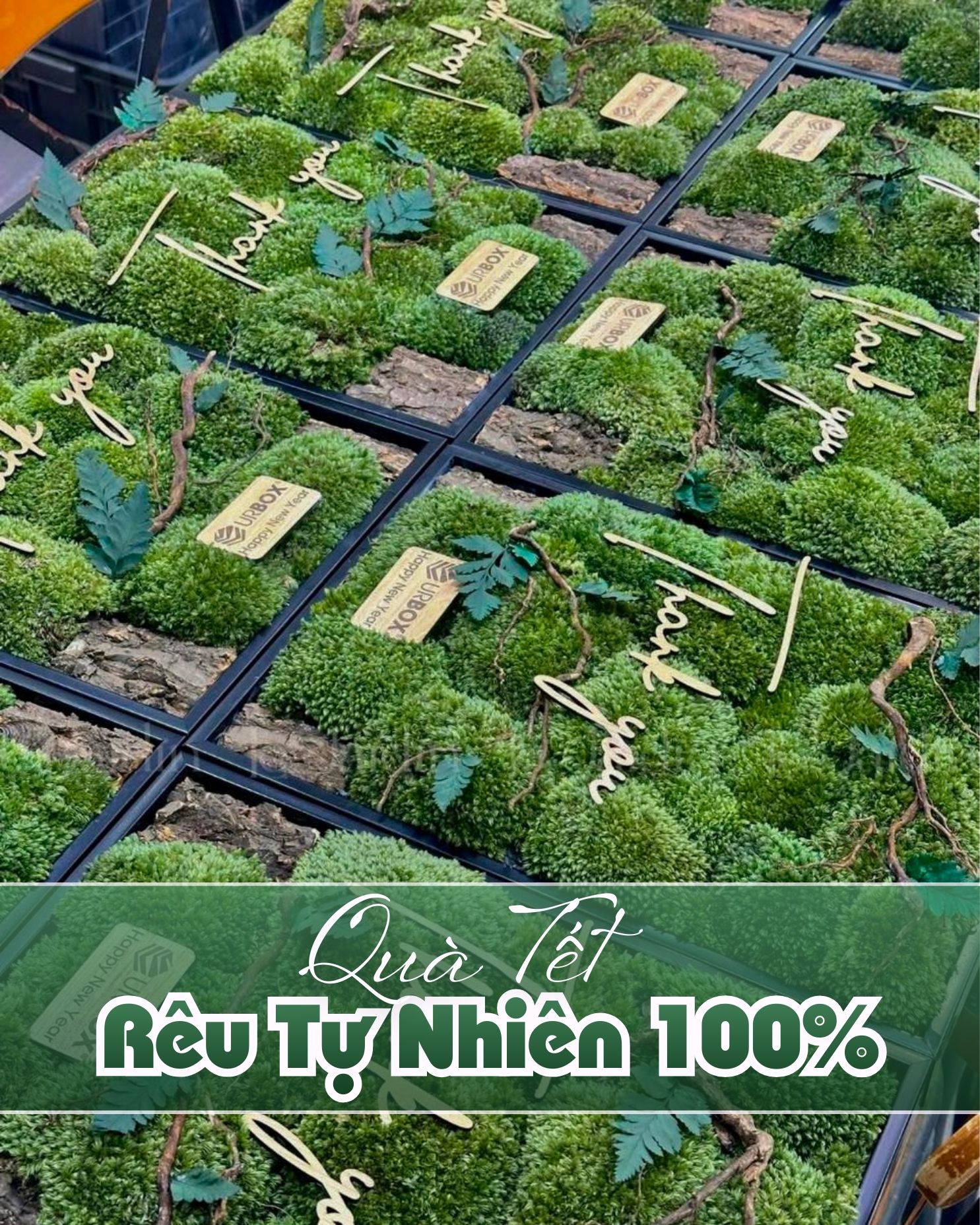 Quà Tết Rêu Tự Nhiên Xu Hướng Trang Trí Nội Thất Xanh, Sang Trọng