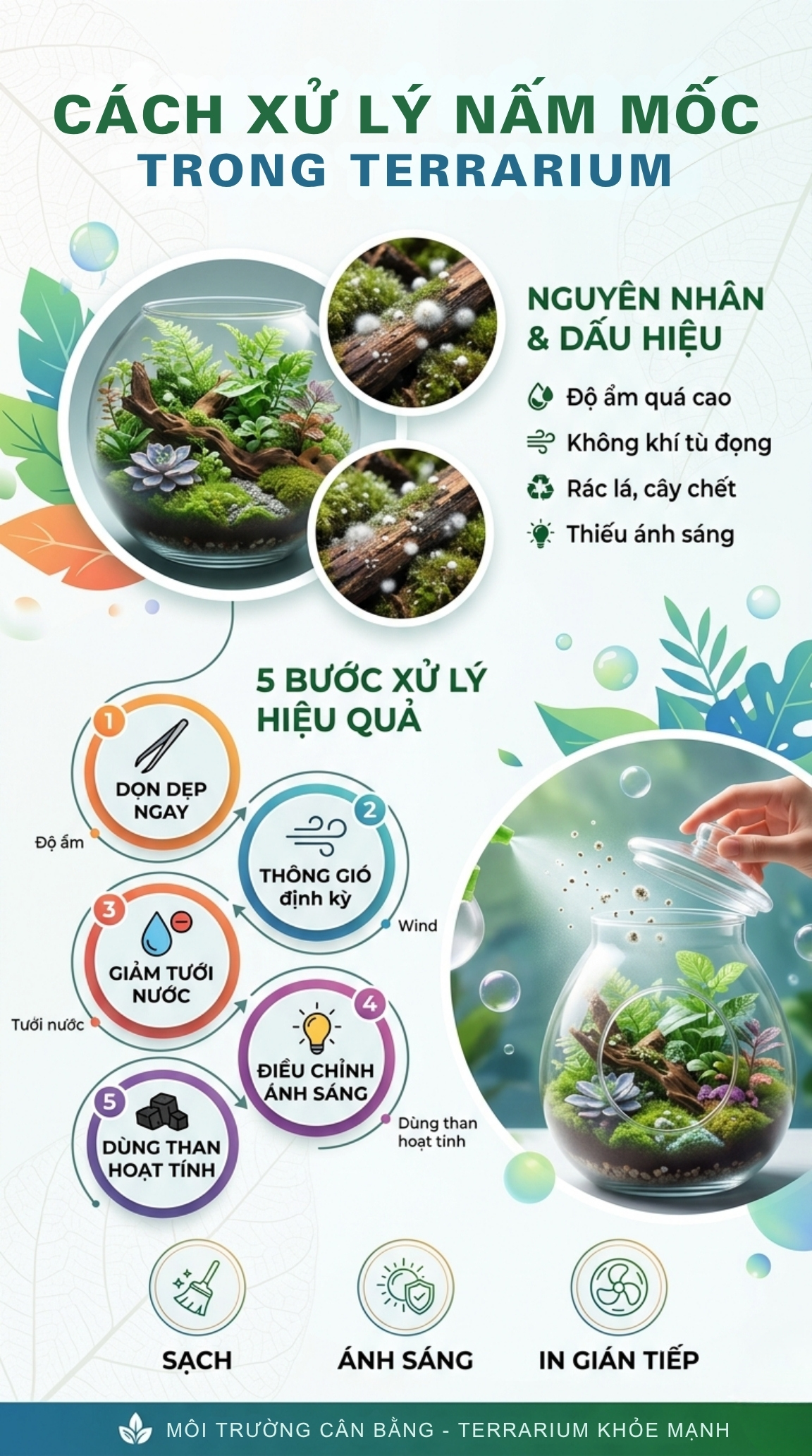 Cách Xử Lý Nấm Mốc Trong Terrarium Triệt Để Bí Quyết Giữ Hệ Sinh Thái Khỏe Mạnh