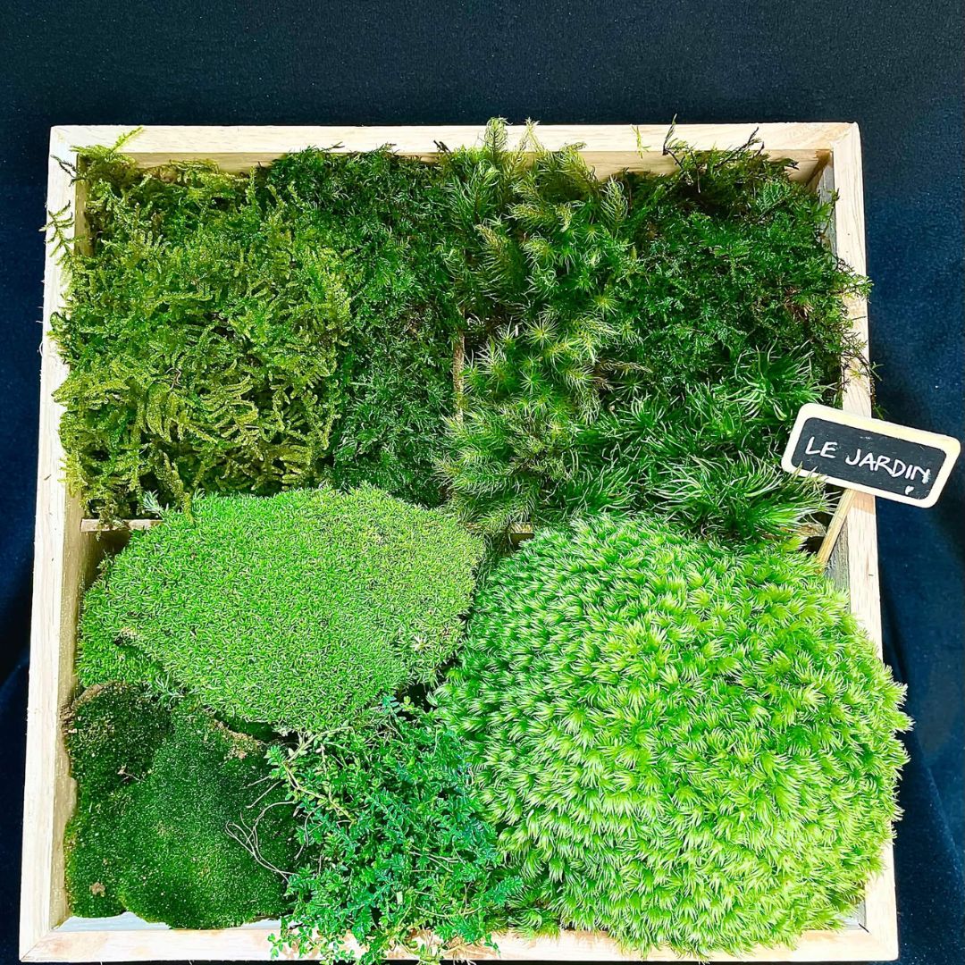 [Chia Sẻ] Chăm Sóc Rêu Trong Terrarium – Hướng Dẫn Chi Tiết Cho Người Mới Setup